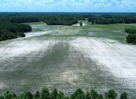 71 +/- Acre Farm Marietta Road Robeson County, NC