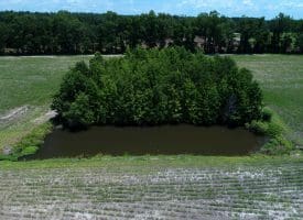 71 +/- Acre Farm Marietta Road Robeson County, NC