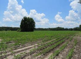 71 +/- Acre Farm Marietta Road Robeson County, NC