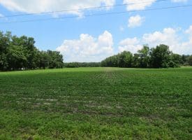 71 +/- Acre Farm Marietta Road Robeson County, NC