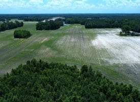 71 +/- Acre Farm Marietta Road Robeson County, NC