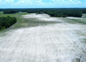 71 +/- Acre Farm Marietta Road Robeson County, NC