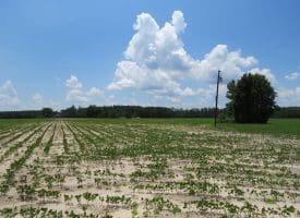 71 +/- Acre Farm Marietta Road Robeson County, NC