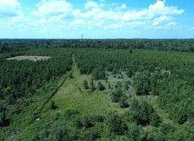 125+/- Acres of Timber and Receational Land For Sale in Robeson County NC!