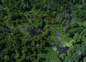 128+/- Acres of Farm and Hunting Land For Sale in Robeson County NC!