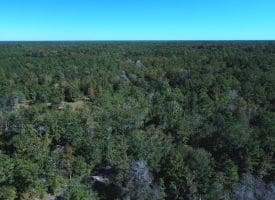 SOLD! 59+/- Acres of Recreational and Residential Land For Sale in Pender County NC!