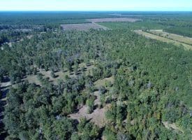 SOLD! 59+/- Acres of Recreational and Residential Land For Sale in Pender County NC!