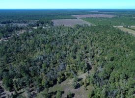 SOLD! 59+/- Acres of Recreational and Residential Land For Sale in Pender County NC!