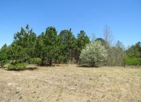 SOLD! 35+/- Acres With Home Site For Sale in Robeson County NC!