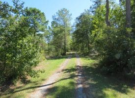 SOLD! 59+/- Acres of Recreational and Residential Land For Sale in Pender County NC!