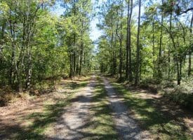 SOLD! 59+/- Acres of Recreational and Residential Land For Sale in Pender County NC!