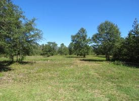 SOLD! 59+/- Acres of Recreational and Residential Land For Sale in Pender County NC!