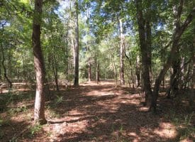 SOLD! 59+/- Acres of Recreational and Residential Land For Sale in Pender County NC!