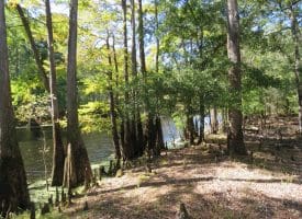 SOLD! 59+/- Acres of Recreational and Residential Land For Sale in Pender County NC!