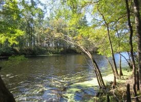 SOLD! 59+/- Acres of Recreational and Residential Land For Sale in Pender County NC!