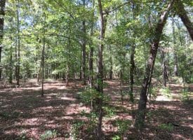 SOLD! 59+/- Acres of Recreational and Residential Land For Sale in Pender County NC!