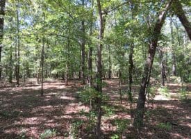 SOLD! 59+/- Acres of Recreational and Residential Land For Sale in Pender County NC!