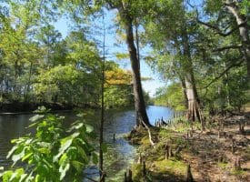 SOLD! 59+/- Acres of Recreational and Residential Land For Sale in Pender County NC!