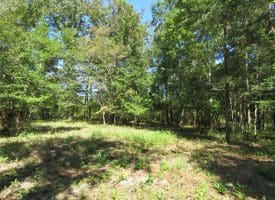 SOLD! 59+/- Acres of Recreational and Residential Land For Sale in Pender County NC!