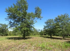 SOLD! 59+/- Acres of Recreational and Residential Land For Sale in Pender County NC!