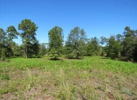 SOLD! 59+/- Acres of Recreational and Residential Land For Sale in Pender County NC!