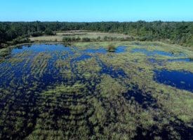 100 +/- Acres Shelter Creek Hunting Club For Sale in Pender County NC!