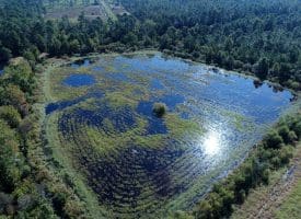 100 +/- Acres Shelter Creek Hunting Club For Sale in Pender County NC!