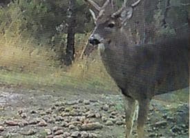 100 +/- Acres Shelter Creek Hunting Club For Sale in Pender County NC!