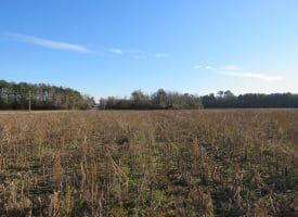 25+/- Acres of Farm and Timber Land For Sale in Robeson County, NC