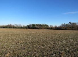 25+/- Acres of Farm and Timber Land For Sale in Robeson County, NC