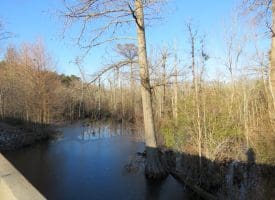 25+/- Acres of Farm and Timber Land For Sale in Robeson County, NC