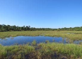 100 +/- Acres Shelter Creek Hunting Club For Sale in Pender County NC!