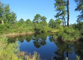 100 +/- Acres Shelter Creek Hunting Club For Sale in Pender County NC!