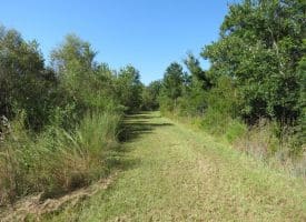 100 +/- Acres Shelter Creek Hunting Club For Sale in Pender County NC!