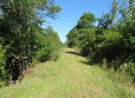 100 +/- Acres Shelter Creek Hunting Club For Sale in Pender County NC!