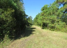 100 +/- Acres Shelter Creek Hunting Club For Sale in Pender County NC!