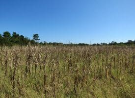 100 +/- Acres Shelter Creek Hunting Club For Sale in Pender County NC!