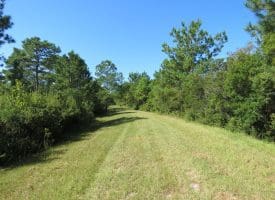 100 +/- Acres Shelter Creek Hunting Club For Sale in Pender County NC!