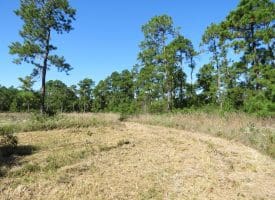 100 +/- Acres Shelter Creek Hunting Club For Sale in Pender County NC!