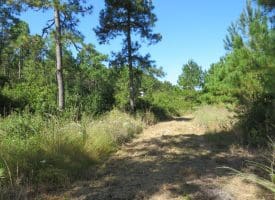 100 +/- Acres Shelter Creek Hunting Club For Sale in Pender County NC!