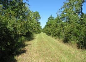 100 +/- Acres Shelter Creek Hunting Club For Sale in Pender County NC!