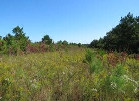 100 +/- Acres Shelter Creek Hunting Club For Sale in Pender County NC!