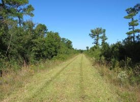 100 +/- Acres Shelter Creek Hunting Club For Sale in Pender County NC!