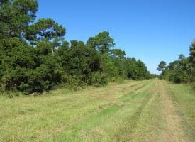 100 +/- Acres Shelter Creek Hunting Club For Sale in Pender County NC!