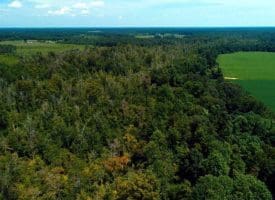 SOLD!!  35 Acres of Farm and Hunting Land For Sale in Duplin County NC!