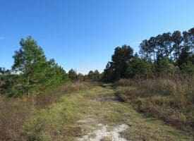 SOLD!!  46 Acres of Recreational Land For Sale in Robeson County NC!