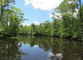 SOLD!! 65 Acres of Hunting and Residential Land For Sale in Horry County SC!