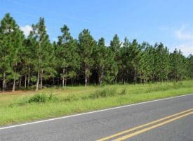 SOLD!!  26 Acres of Timber Land For Sale in Robeson County NC!