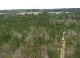 SOLD!!  35 Acres of Hunting Land For Sale in Columbus County NC!