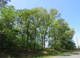 SOLD!!  91 Acres of Farm and Timber Land For Sale in Robeson County NC!